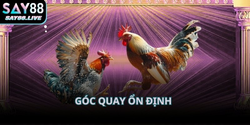 Góc quay ổn định tại Đá gà trực tiếp C1 giúp người xem theo dõi sát từng pha ra đòn