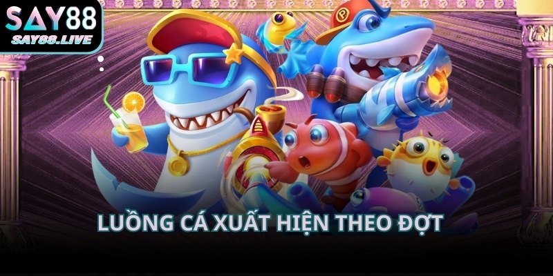 Luồng cá xuất hiện theo đợt tạo nhịp quan sát rõ ràng